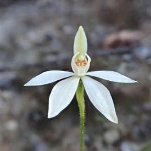 Caladenia fuscata at Point 4526 - suppressed