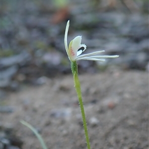 Caladenia fuscata at Point 4526 - suppressed