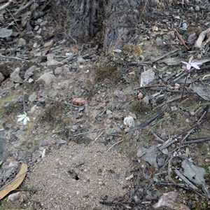 Caladenia fuscata at Point 4526 - suppressed