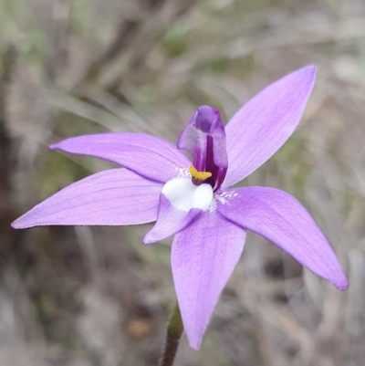 Glossodia major (Wax Lip Orchid) at Point 14 - 18 Sep 2020 by shoko
