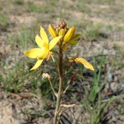 Bulbine bulbosa (Golden Lily, Bulbine Lily) at Cook, ACT - 15 Sep 2020 by CathB