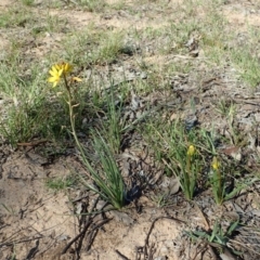 Bulbine bulbosa at Cook, ACT - 15 Sep 2020