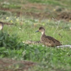 Anas gracilis (Grey Teal) at Majura, ACT - 17 Sep 2020 by jb2602