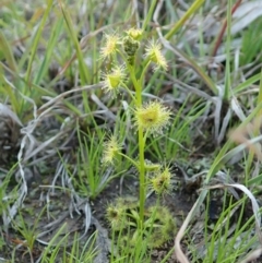 Drosera gunniana (Pale Sundew) at Mount Painter - 16 Sep 2020 by CathB