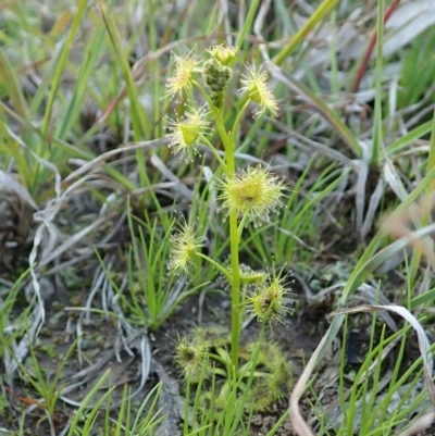 Drosera gunniana (Pale Sundew) at Mount Painter - 16 Sep 2020 by CathB