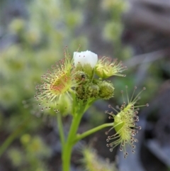 Drosera gunniana at Holt, ACT - 16 Sep 2020