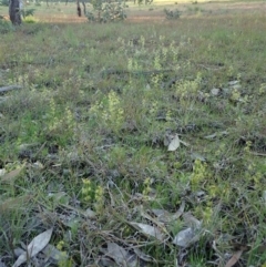 Drosera gunniana at Holt, ACT - 16 Sep 2020