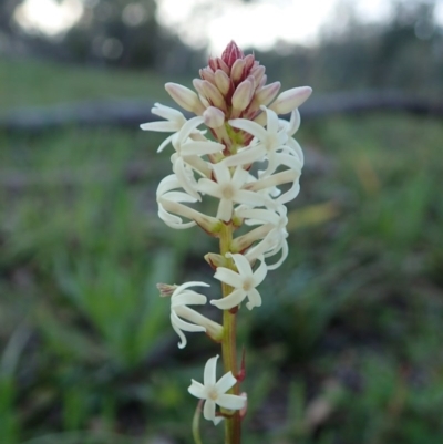 Stackhousia monogyna (Creamy Candles) at Mount Painter - 16 Sep 2020 by CathB