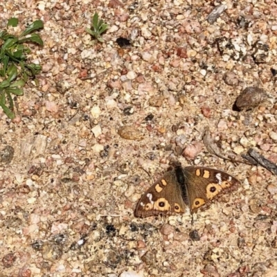 Junonia villida (Meadow Argus) at Booth, ACT - 16 Sep 2020 by KMcCue