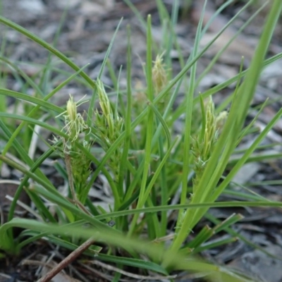 Carex breviculmis (Short-Stem Sedge) at Mount Painter - 16 Sep 2020 by CathB