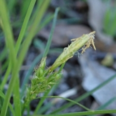 Carex breviculmis at Cook, ACT - 16 Sep 2020 04:36 PM