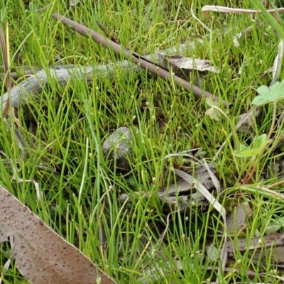 Isolepis sp. (Club-rush) at Holt, ACT - 17 Sep 2020 by CathB