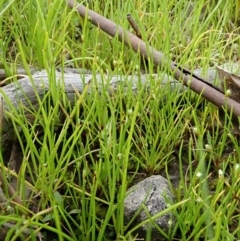 Isolepis sp. at Holt, ACT - 17 Sep 2020