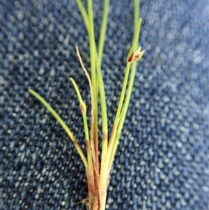 Isolepis sp. at Holt, ACT - 17 Sep 2020