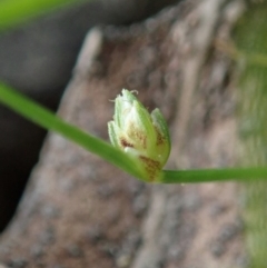 Isolepis sp. at Holt, ACT - 17 Sep 2020