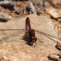 Diplacodes bipunctata (Wandering Percher) at Carwoola, NSW - 17 Sep 2020 by jbromilow50