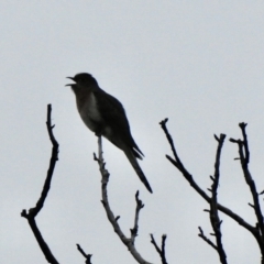 Cacomantis flabelliformis (Fan-tailed Cuckoo) at Aranda, ACT - 18 Sep 2020 by KMcCue