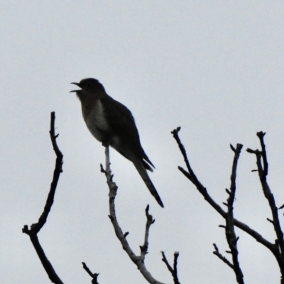 Cacomantis flabelliformis (Fan-tailed Cuckoo) at Aranda, ACT - 17 Sep 2020 by KMcCue