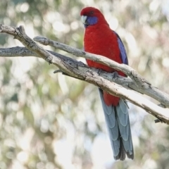 Platycercus elegans (Crimson Rosella) at Katoomba Park, Campbell - 16 Sep 2020 by MargD