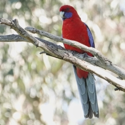 Platycercus elegans (Crimson Rosella) at Katoomba Park, Campbell - 16 Sep 2020 by MargD