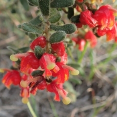 Grevillea alpina (Mountain Grevillea / Cat's Claws Grevillea) at Mount Painter - 17 Sep 2020 by CathB