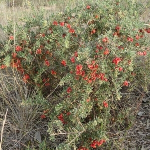 Grevillea alpina at Cook, ACT - 17 Sep 2020 03:45 PM