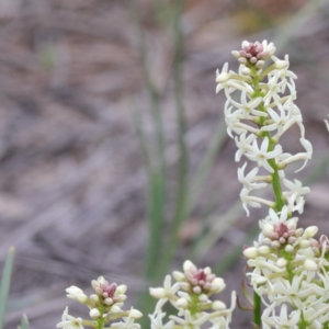 Stackhousia monogyna at O'Connor, ACT - 18 Sep 2020