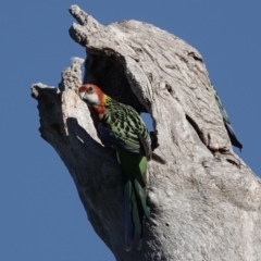 Platycercus eximius (Eastern Rosella) at Katoomba Park, Campbell - 17 Sep 2020 by MargD