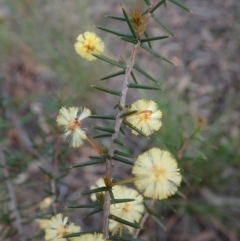 Acacia ulicifolia (Prickly Moses) at Cook, ACT - 17 Sep 2020 by CathB