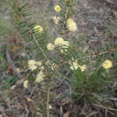 Acacia ulicifolia at Cook, ACT - 17 Sep 2020