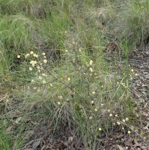 Acacia ulicifolia at Cook, ACT - 17 Sep 2020