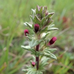 Parentucellia latifolia (Red Bartsia) at Cook, ACT - 17 Sep 2020 by CathB