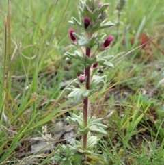 Parentucellia latifolia at Cook, ACT - 17 Sep 2020 03:59 PM