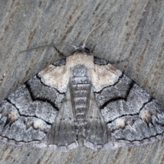 Dysbatus singularis (Dry-country Line-moth) at Ainslie, ACT - 17 Sep 2020 by jbromilow50