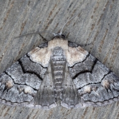 Dysbatus singularis (Dry-country Line-moth) at Ainslie, ACT - 17 Sep 2020 by jb2602