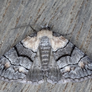 Dysbatus singularis at Ainslie, ACT - 17 Sep 2020