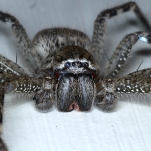 Neosparassus calligaster at Ainslie, ACT - 17 Sep 2020