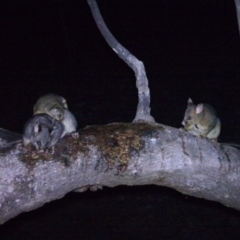 Trichosurus vulpecula (Common Brushtail Possum) at Tuggeranong DC, ACT - 6 Sep 2020 by ChrisHolder