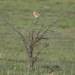 Falco cenchroides at Majura, ACT - 17 Sep 2020