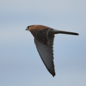 Falco cenchroides at Majura, ACT - 17 Sep 2020