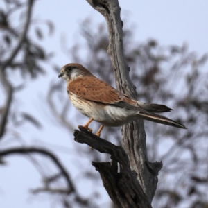 Falco cenchroides at Majura, ACT - 17 Sep 2020