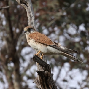 Falco cenchroides at Majura, ACT - 17 Sep 2020