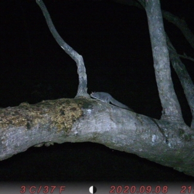 Petaurus notatus (Krefft’s Glider, formerly Sugar Glider) at Rob Roy Range - 18 Sep 2020 by ChrisHolder