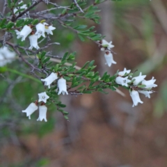 Cryptandra amara (Bitter Cryptandra) at O'Connor, ACT - 18 Sep 2020 by ConBoekel