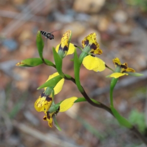 Diuris nigromontana at O'Connor, ACT - suppressed