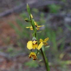 Diuris nigromontana at O'Connor, ACT - suppressed