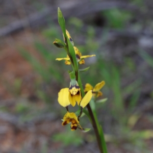 Diuris nigromontana at O'Connor, ACT - suppressed