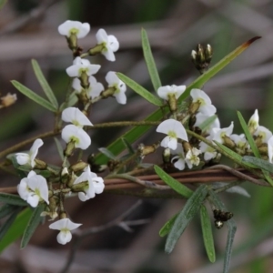 Glycine clandestina at O'Connor, ACT - 18 Sep 2020