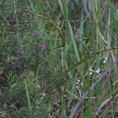 Glycine clandestina at O'Connor, ACT - 18 Sep 2020