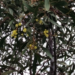Acacia pycnantha (Golden Wattle) at Majura, ACT - 17 Sep 2020 by Yumiko2020